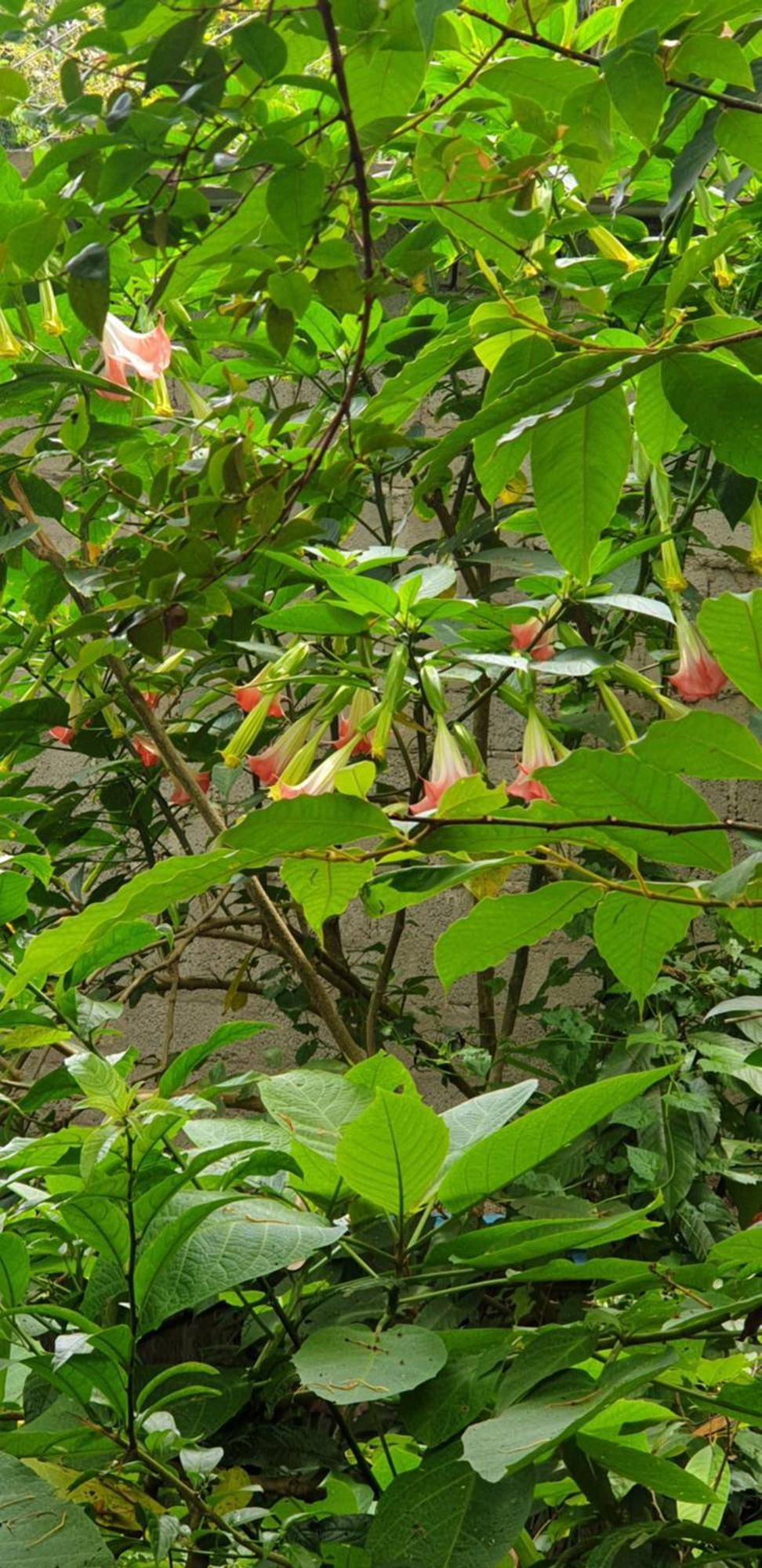 Himansa Homestay Ella Exterior foto